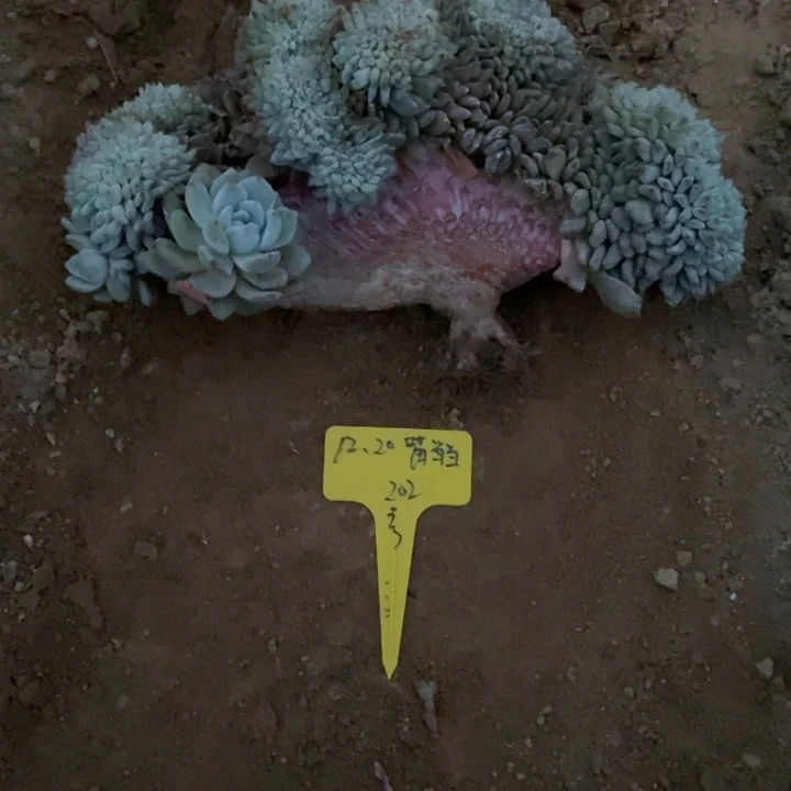 福多多花卉园艺星影