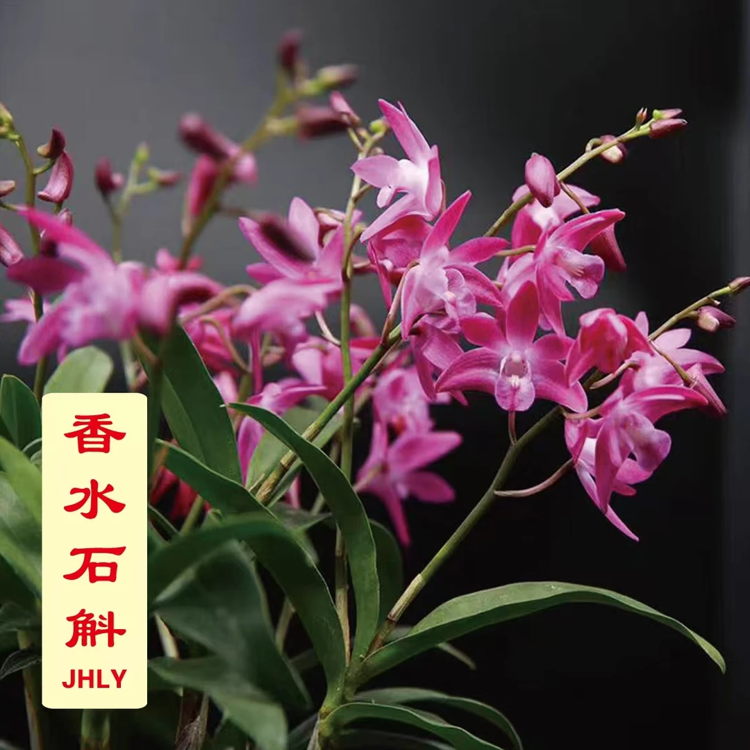 石斛兰-香水石斛 【淡雅清新】[紫红花色 好养绿植 室内盆栽]