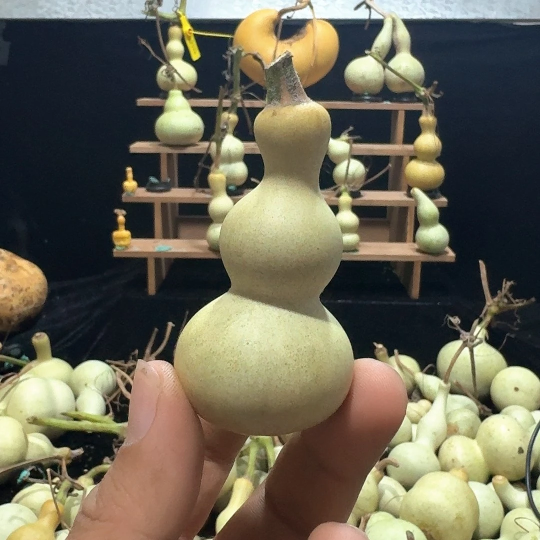 ****贝八宝定向定向定向