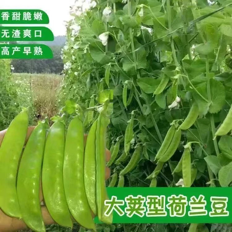 【不搭架双花双荚荷兰豆籽】吃荚菜豌豆高产耐寒秋冬蔬菜种子早熟T
