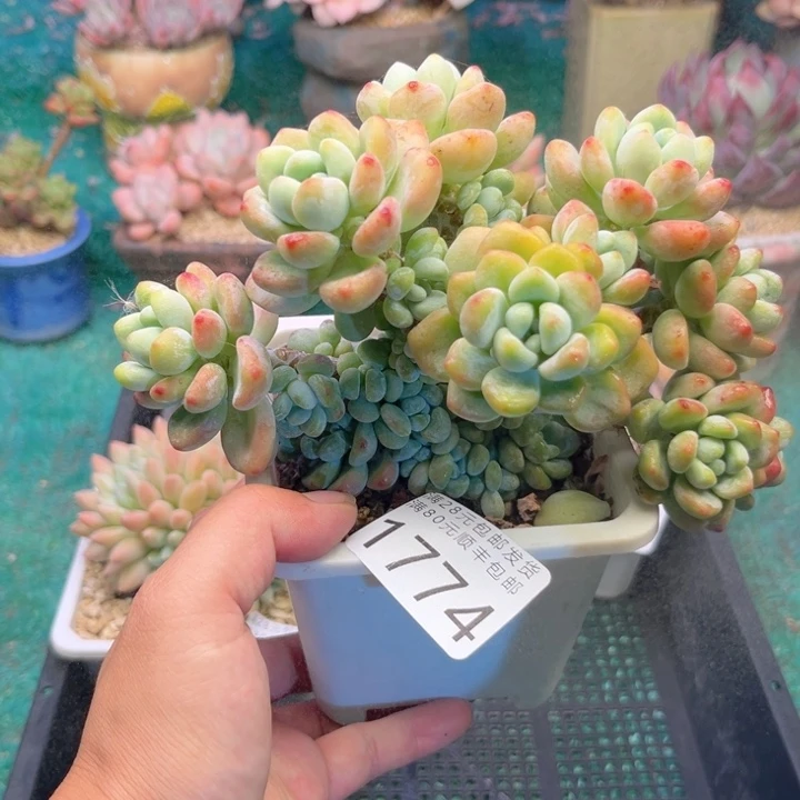 大1774，vxvxbvbbnnn