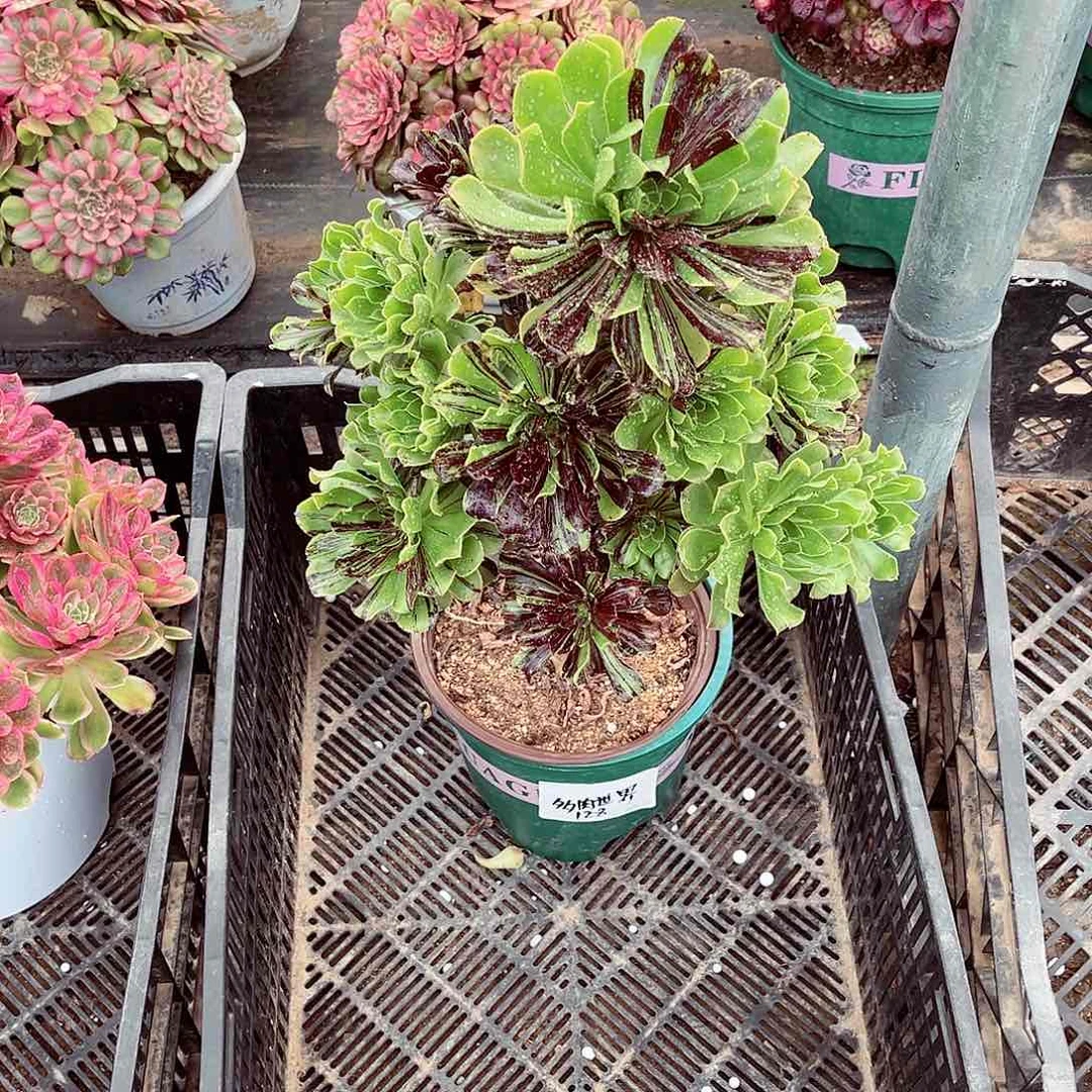 法师多肉漂亮漂亮