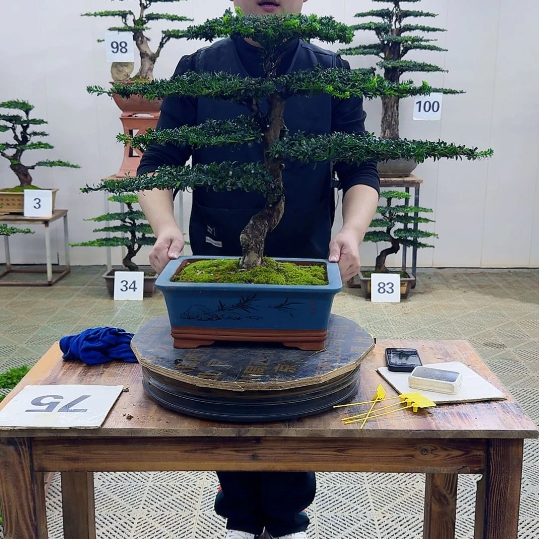 无花朵珍珠罗汉松造型盆景