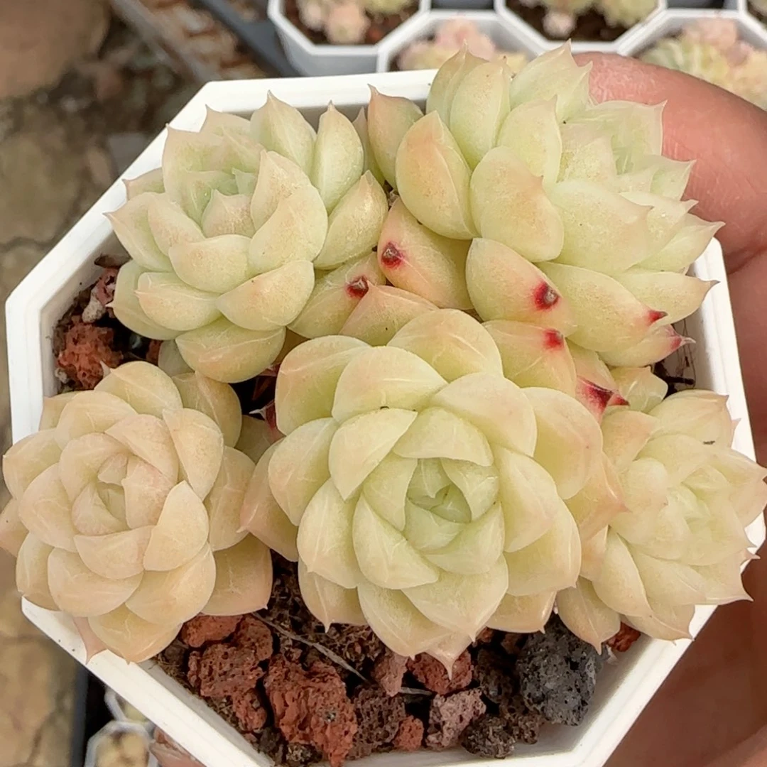 【闪购商品】0216-74（m1-22）