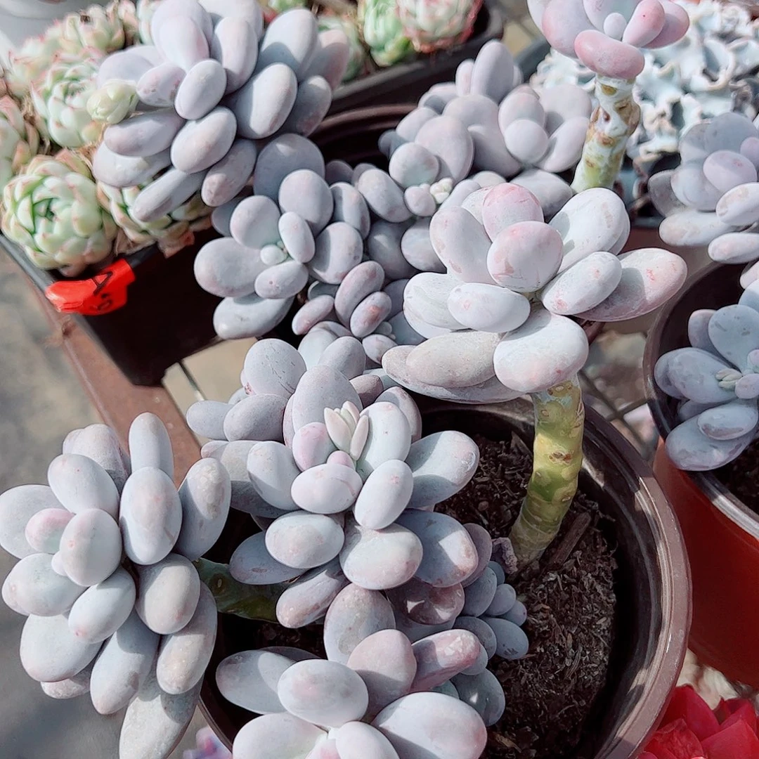 奶酪多头造型精品特价