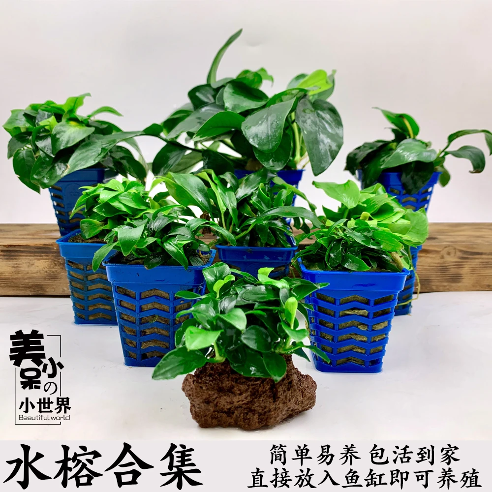 迷你榕沉木造景小水榕迷你黄金榕瓦里斯榕鱼缸活体阴性水草包邮