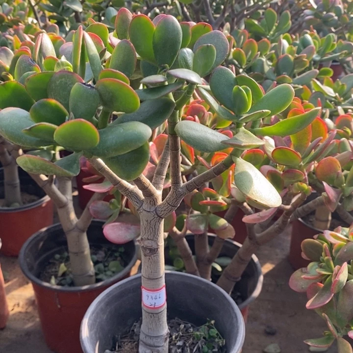 呼***修黄金花月一物一拍