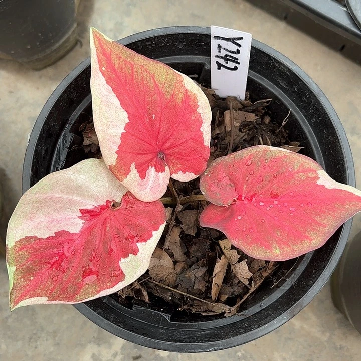 242-0208哆啦A梦彩叶芋广东现货