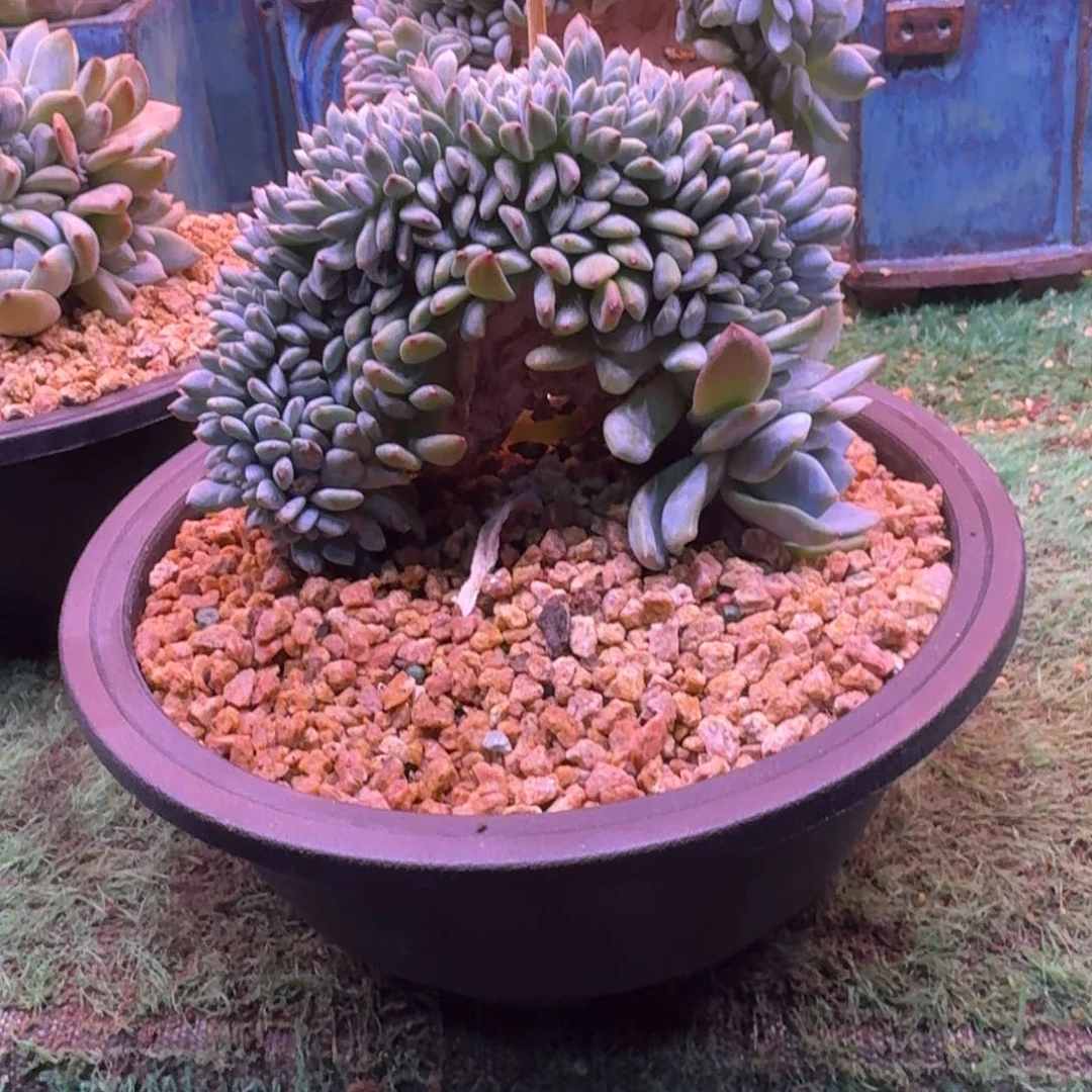 星影树缀无砍多肉