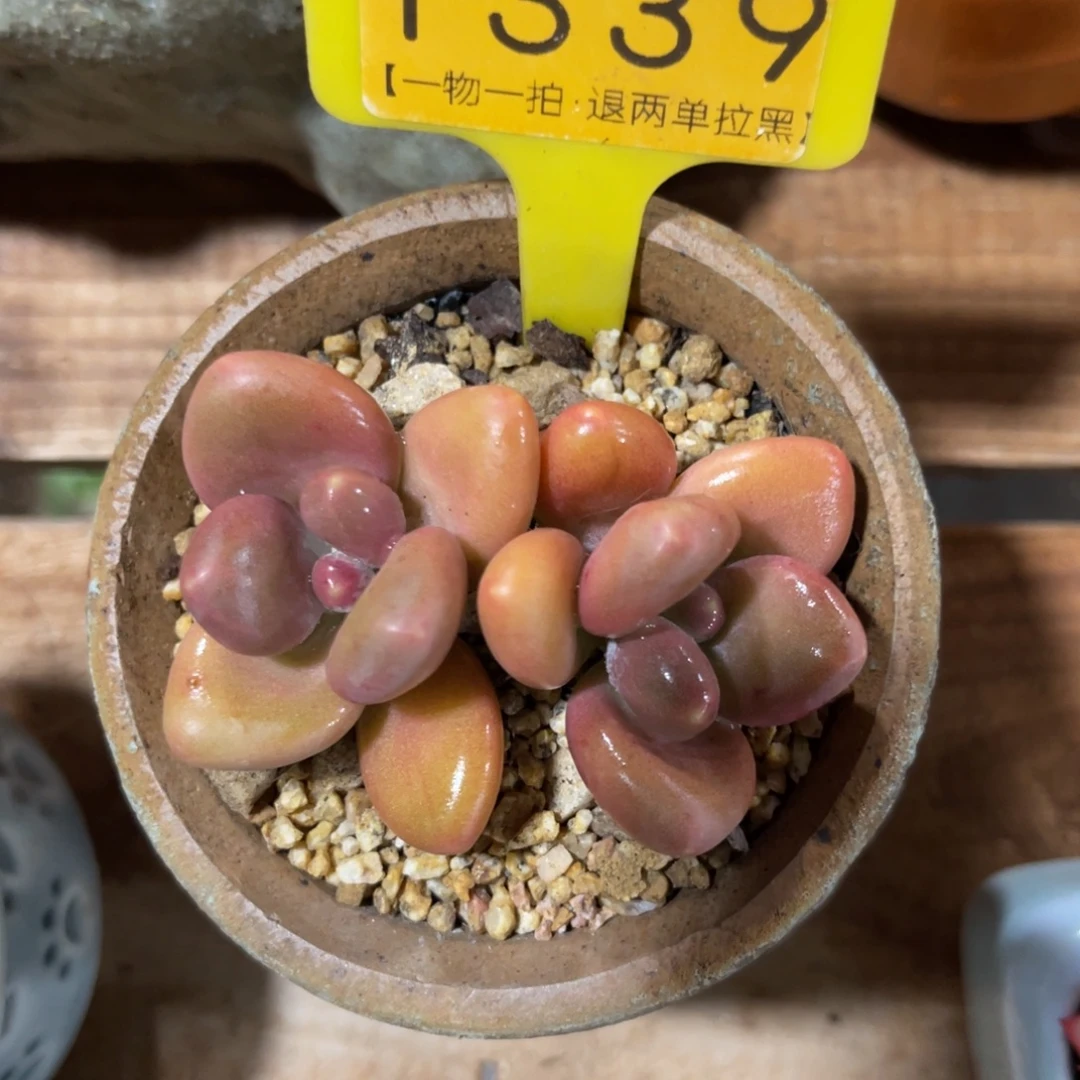 云尘多肉一物一拍不含盆1339
