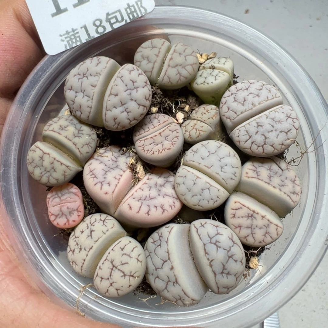 【闪购商品】 1186。