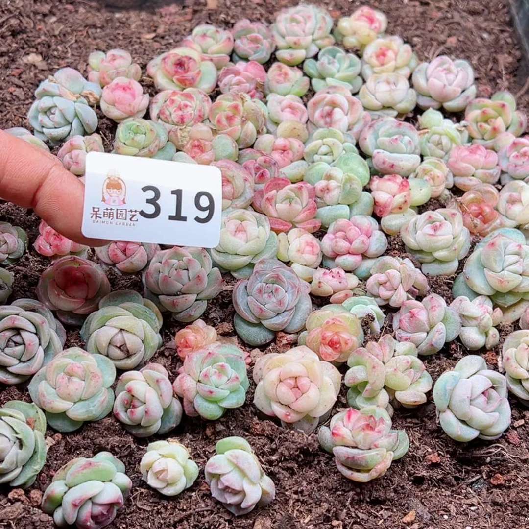 柚****多肉植物多肉植物