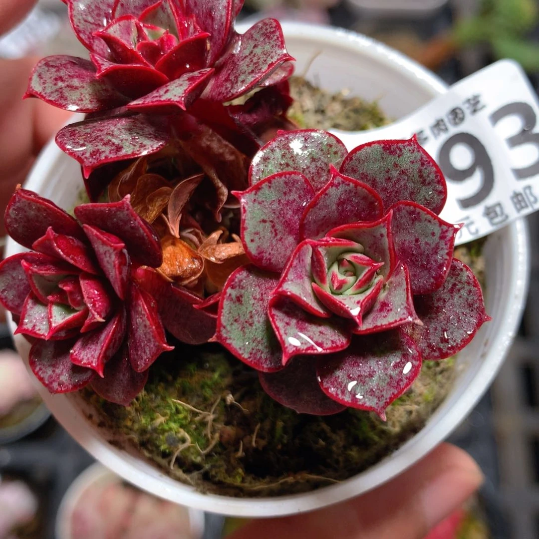 5CM拇指盆精控多肉YY793