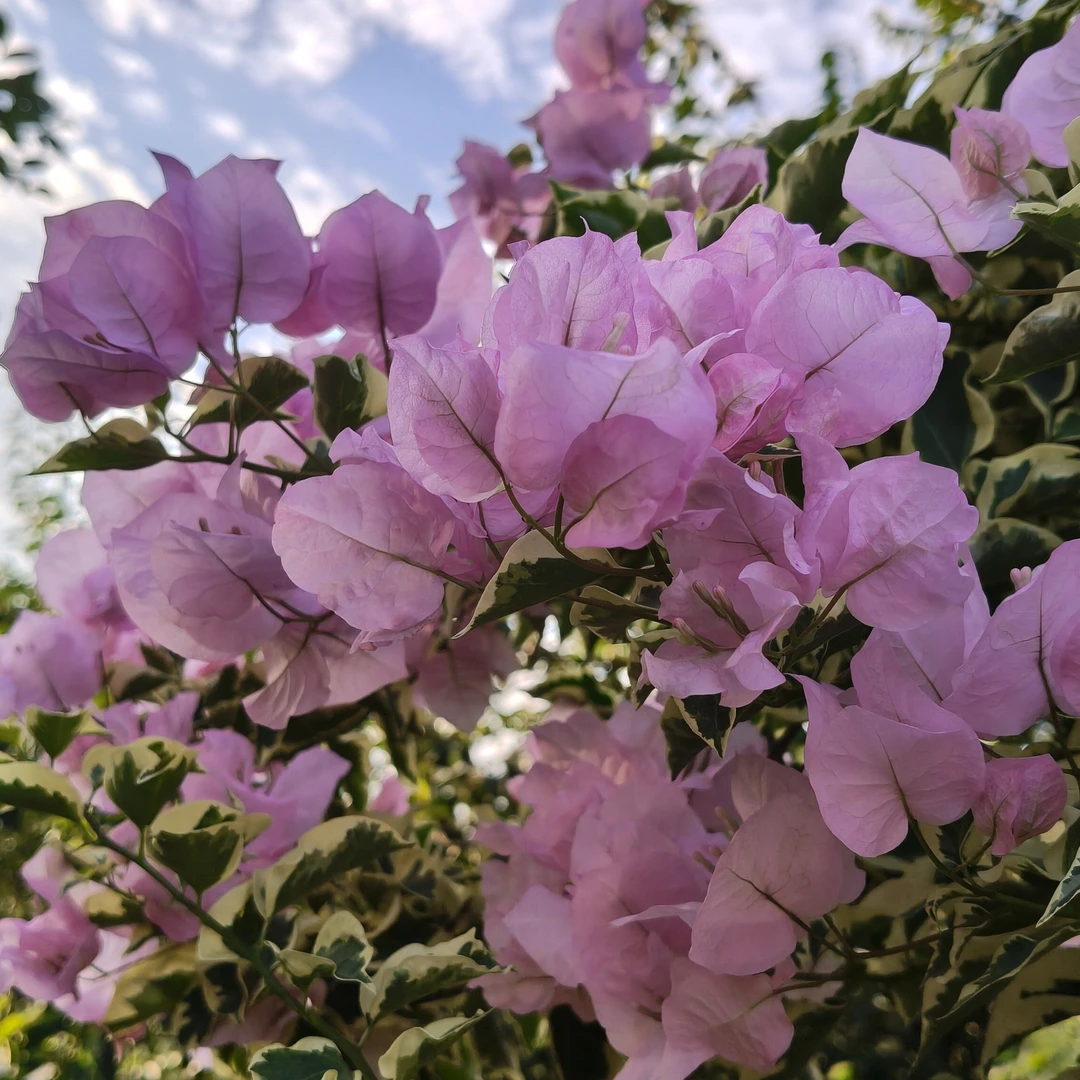 中国丽人三角梅 四季开花 爬藤造型美美