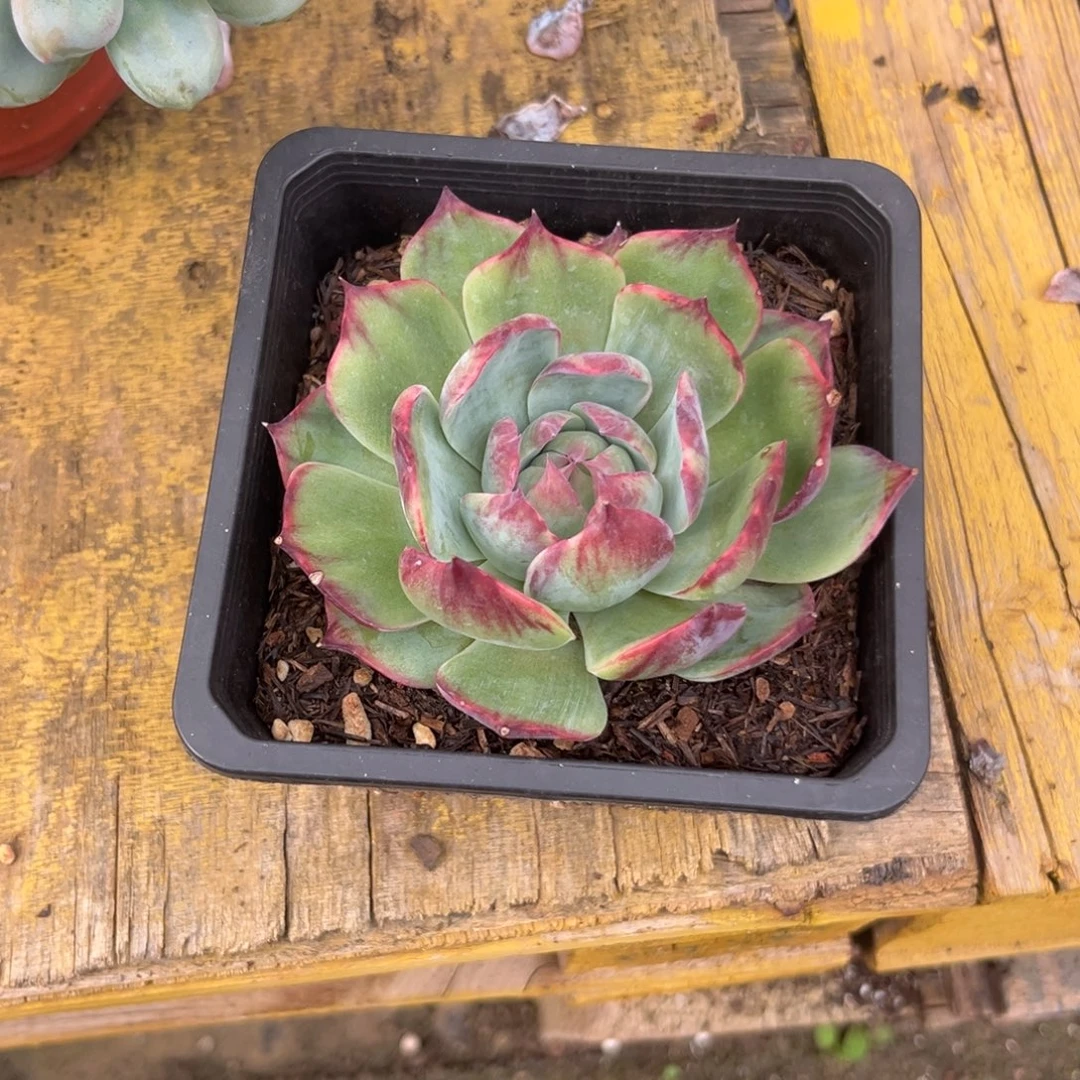 遗***夏惊鸿一物一拍包装收缩花旱好服盆