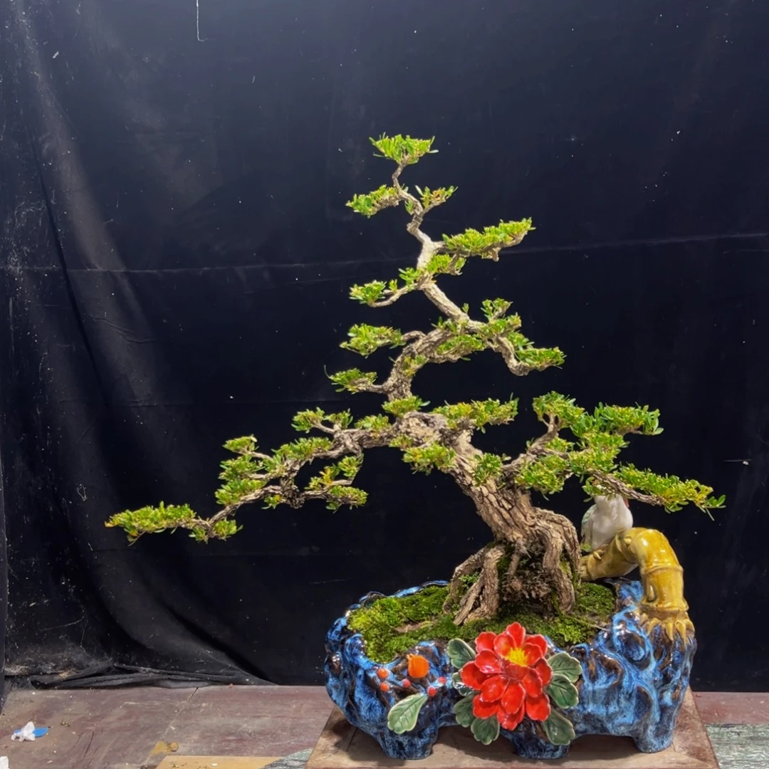 无花朵广东皱皮雀舌黄杨