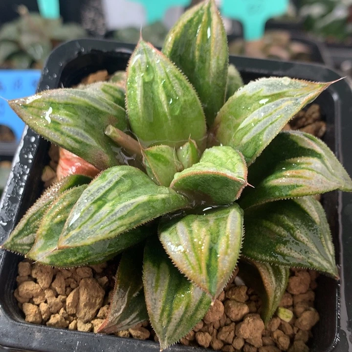 葵祭寿一物一拍带盆