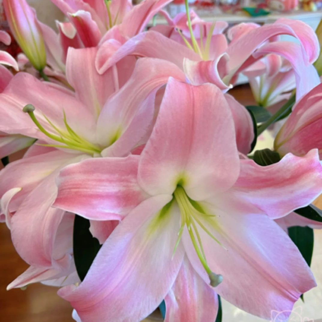 【双头圆舞曲25年新品种】夏天可能颜色略淡 基地直发顺丰包邮-鲜花