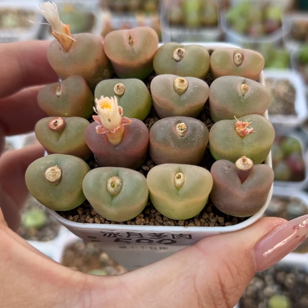 589毛汉尼裸根发货