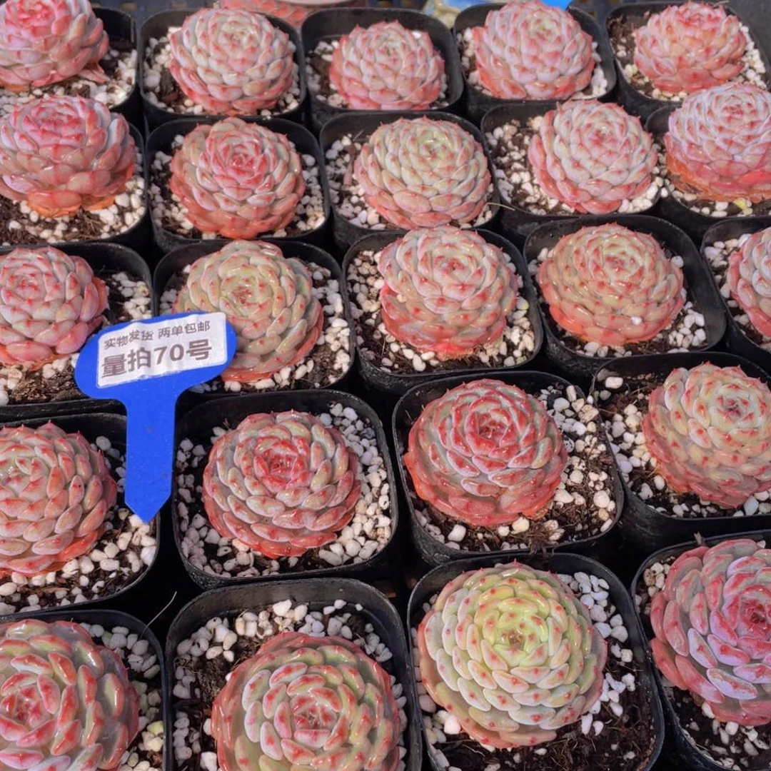 量拍70号 白胖子单头2个