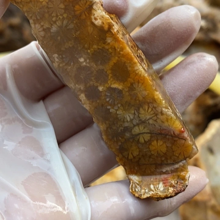 【闪购商品】未镶嵌珊瑚玉硅化玉