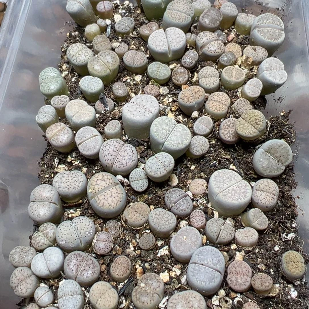 【闪购商品】✨***✨ 876。