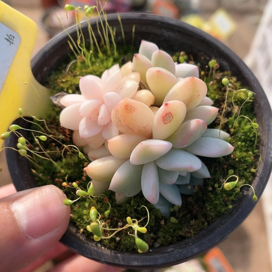 【闪购商品】1340梦露锦砍头群