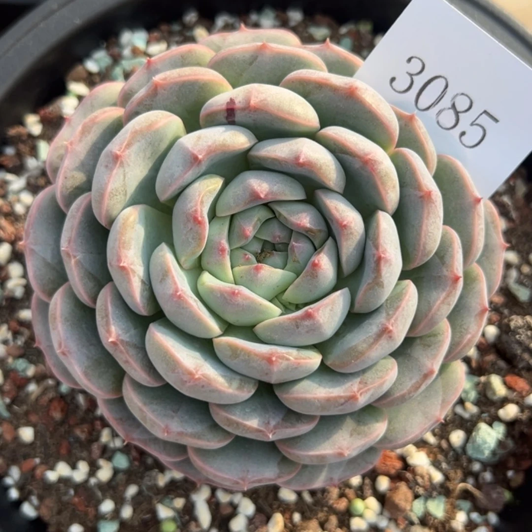 S****g3085多肉多多多多多