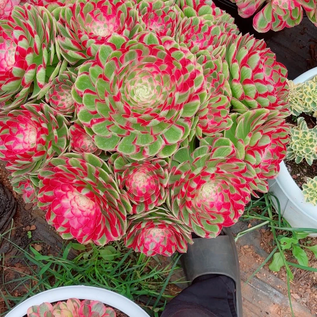 刘***芹云南多肉植物孔雀翎