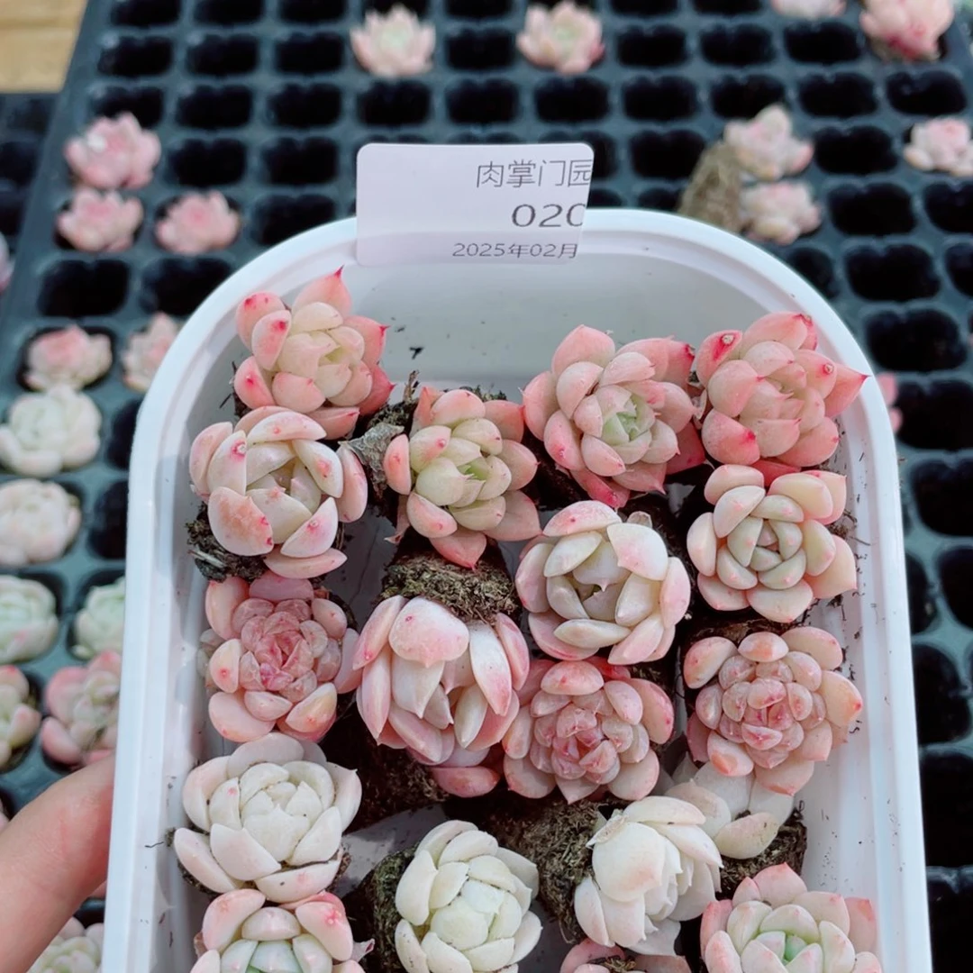 开心快乐幸福020