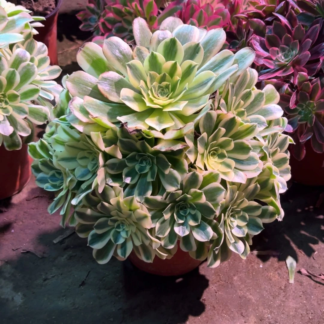 多肉植物绿豆沙 766