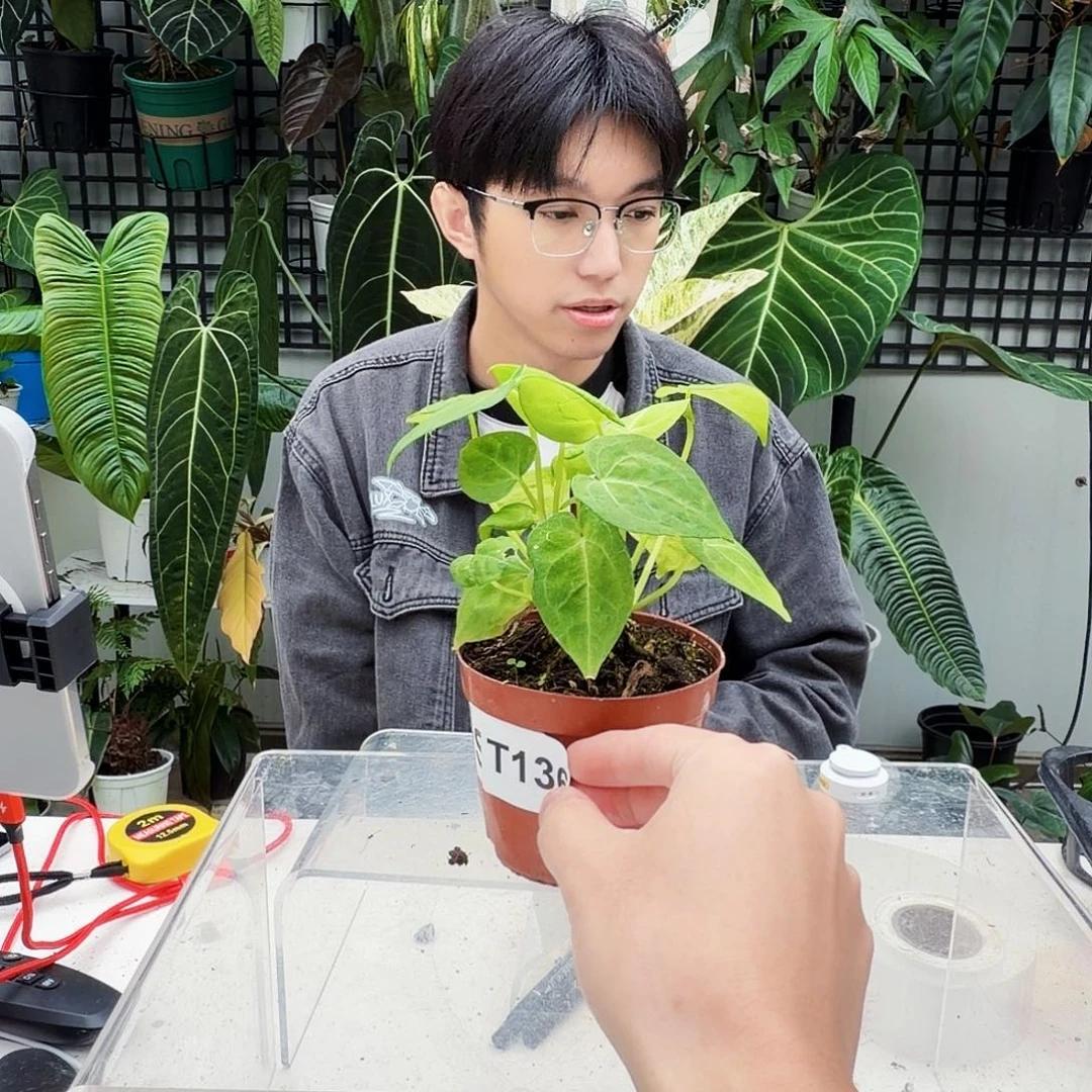 不开花植物T136水晶花束