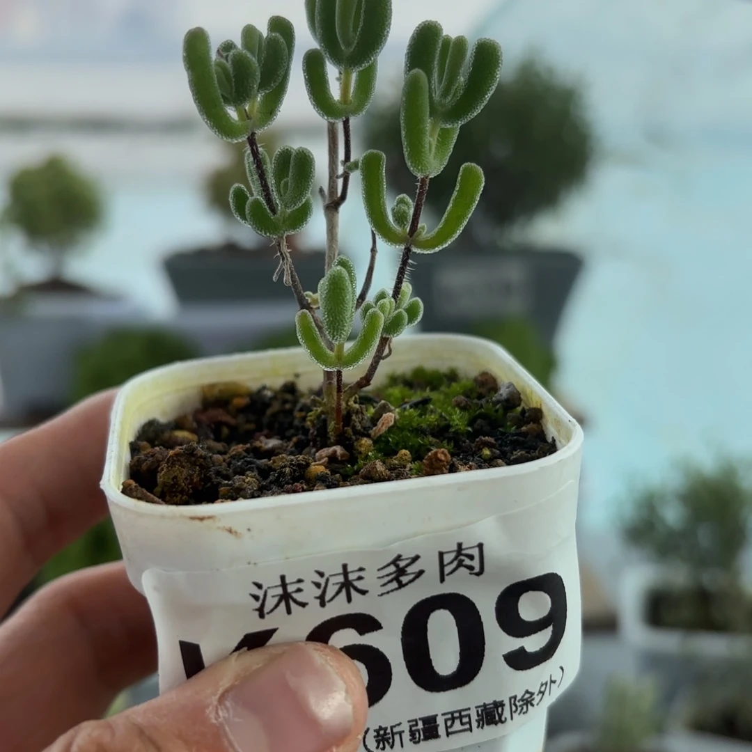 芊***宝609小星星枝干福利哦