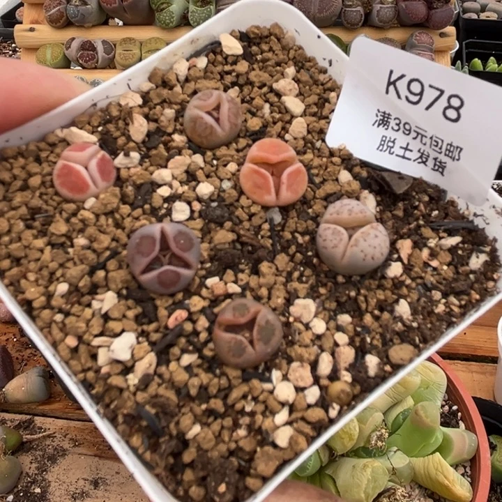 978哈哈哈哈哈哈多肉