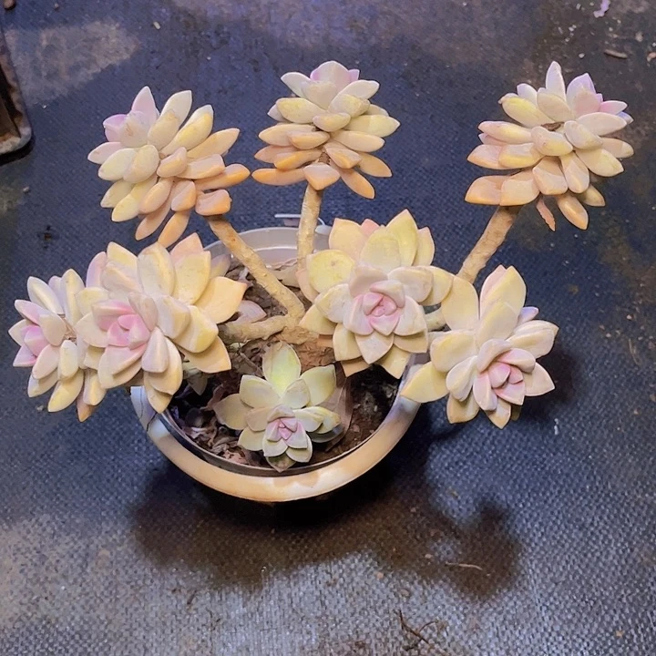 在于它可以使皮肤吸收更加