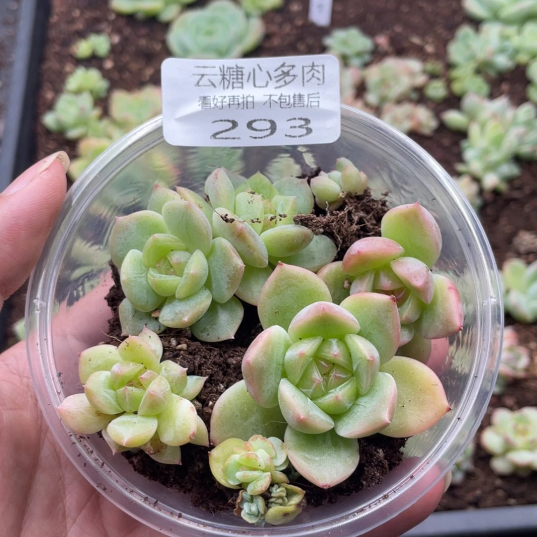 云糖心多肉植物293