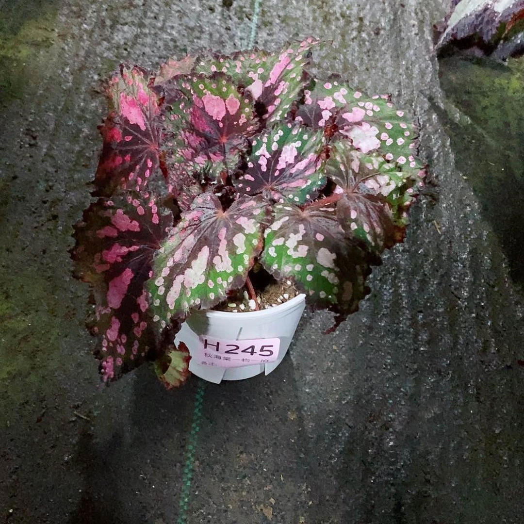 不开花植物哆*秋海棠245