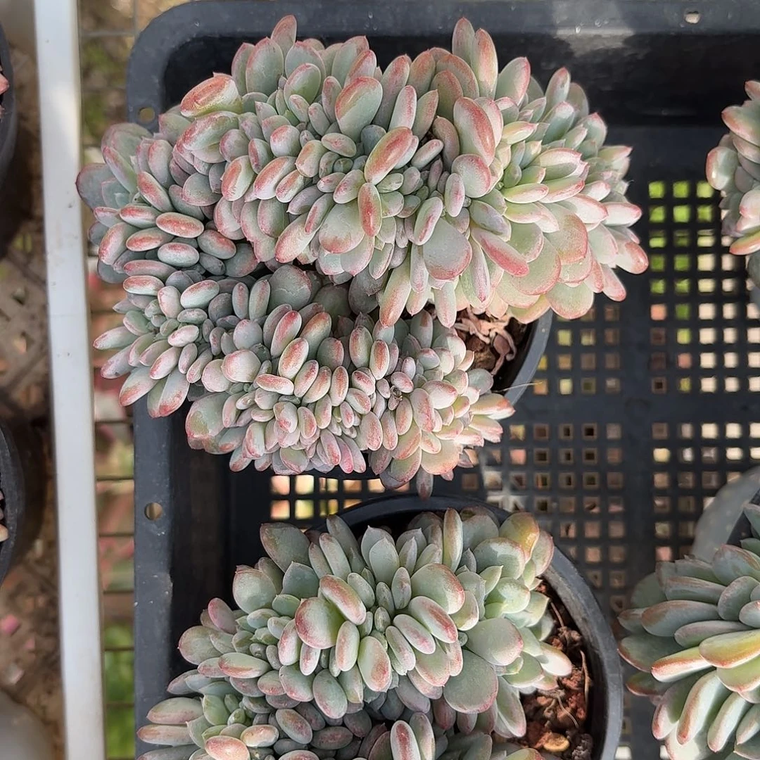 玛瑙缀化新品多肉12㎝盆参考