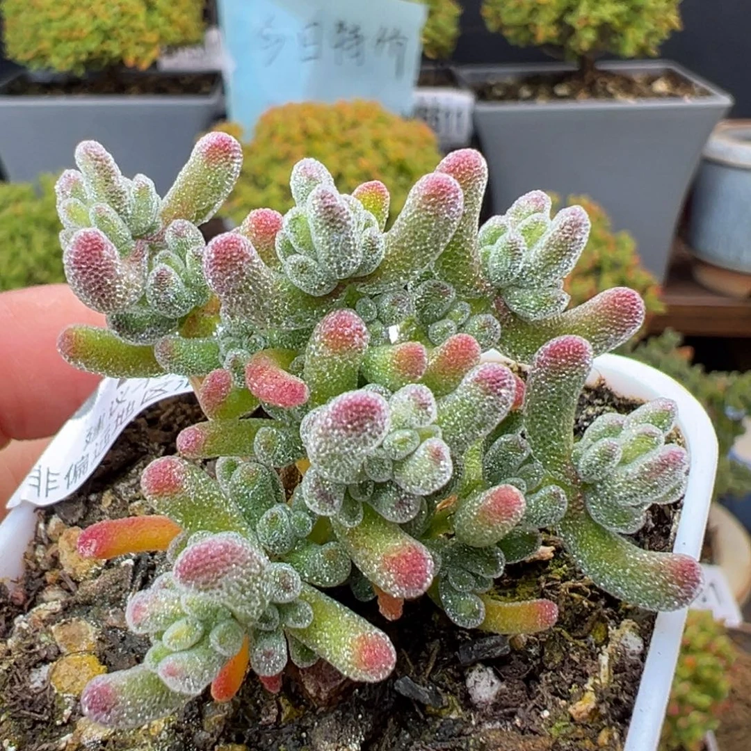 dy5437小可爱冰晶锦冠幅3.5cm