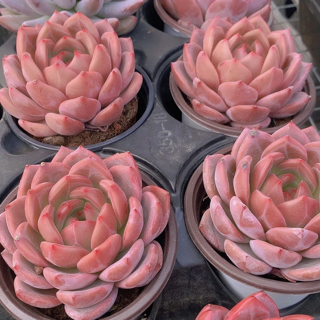 优选香槟45688990000000