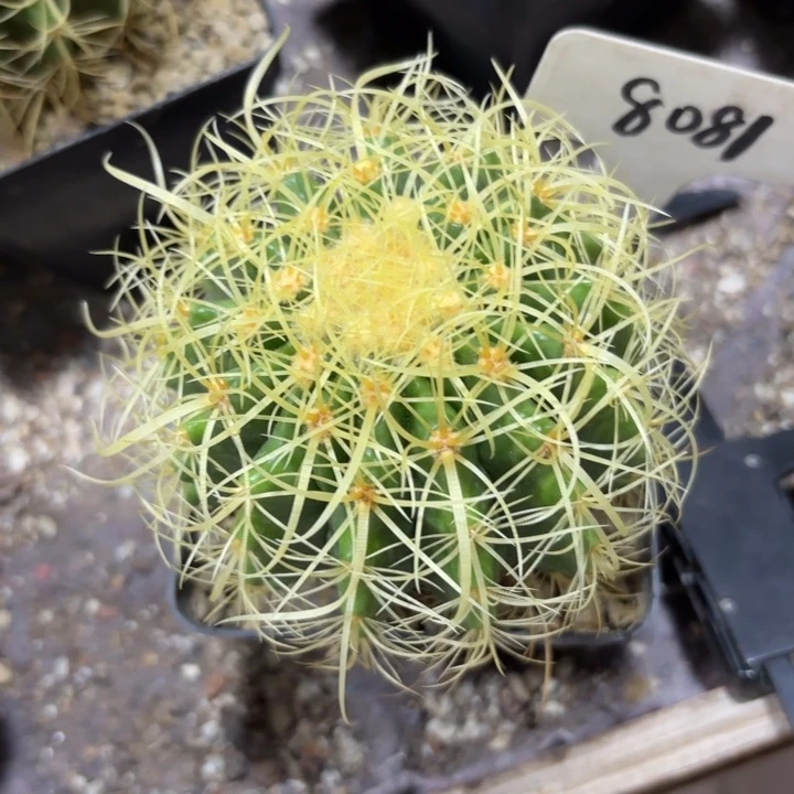 8081实生卷刺金虎好养