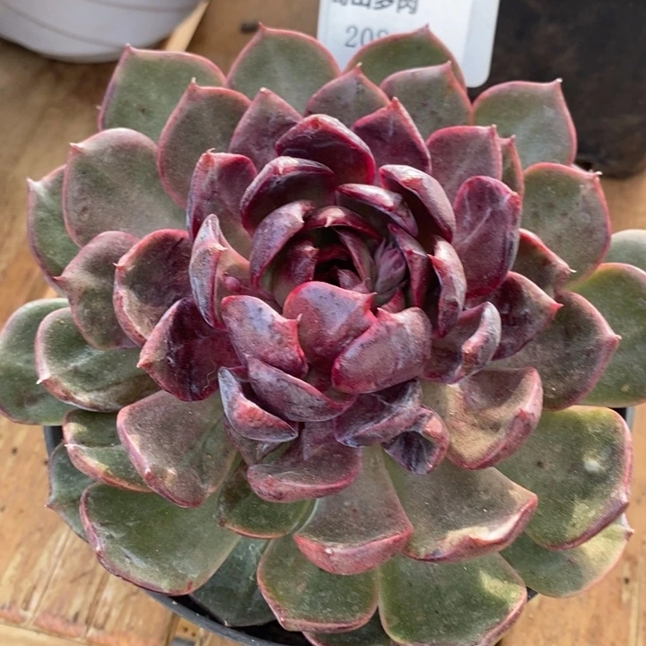 D208- 直播福利 蓝莓