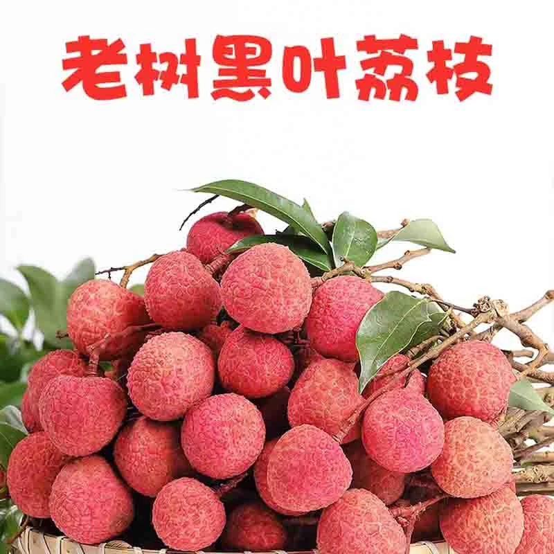 【顺丰/京东】广东茂名黑叶核荔枝当季新鲜果园现摘香甜多汁水果