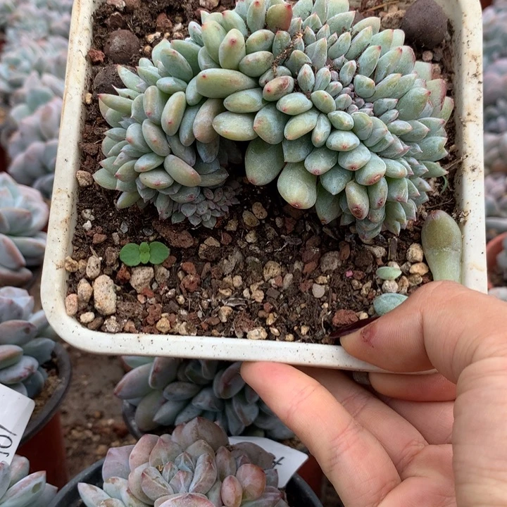 石榴籽缀化花花花花