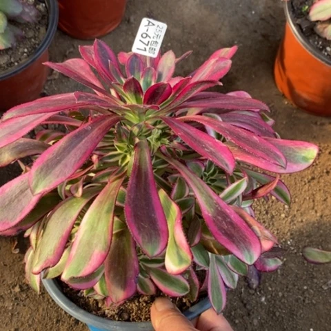 671冰淇淋满25包邮多肉