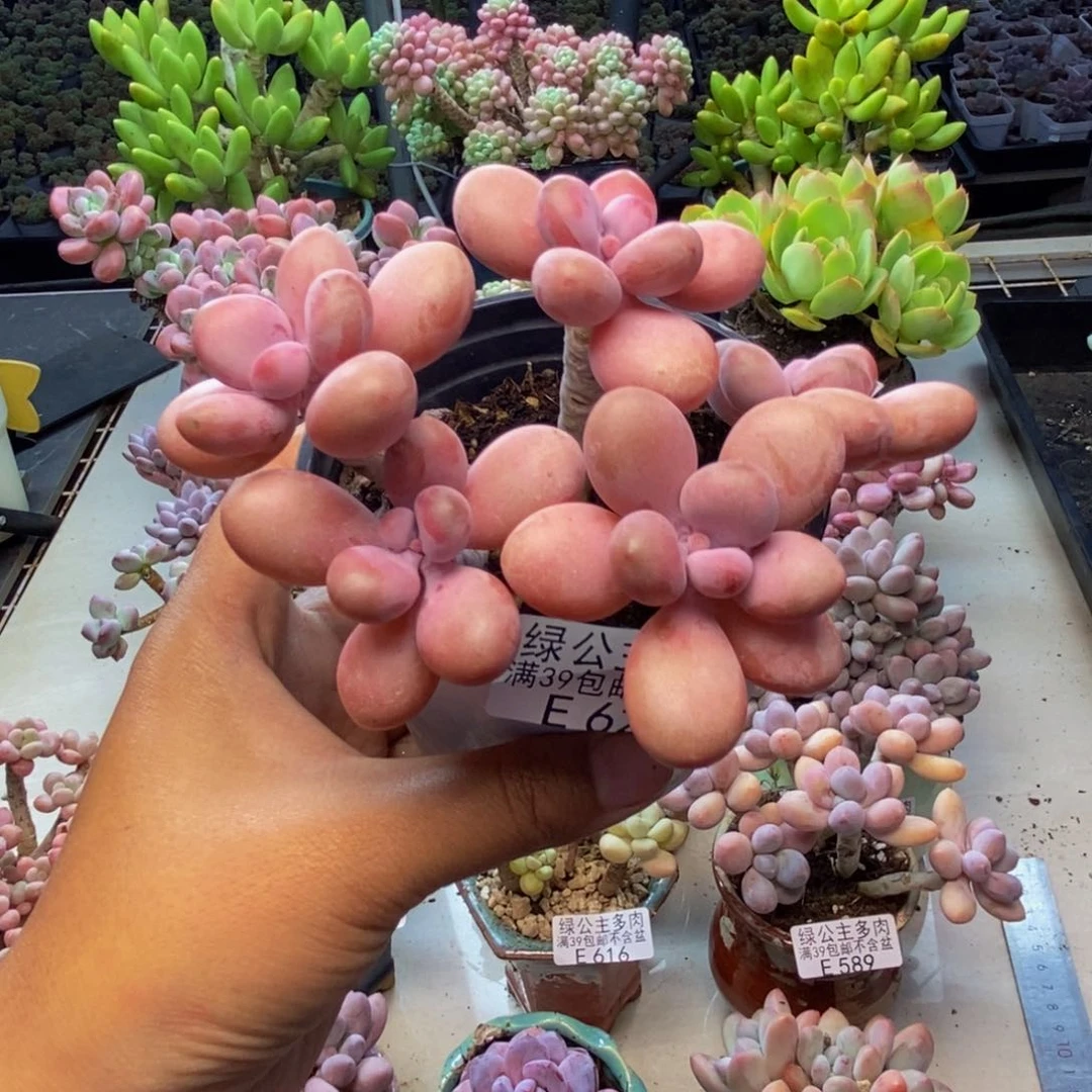622糖果桃蛋多肉8c m