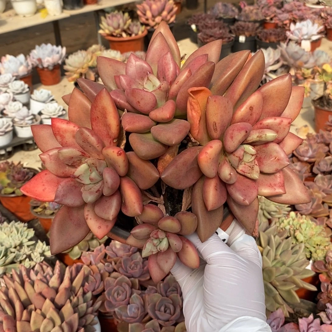 341桃花源一物一拍