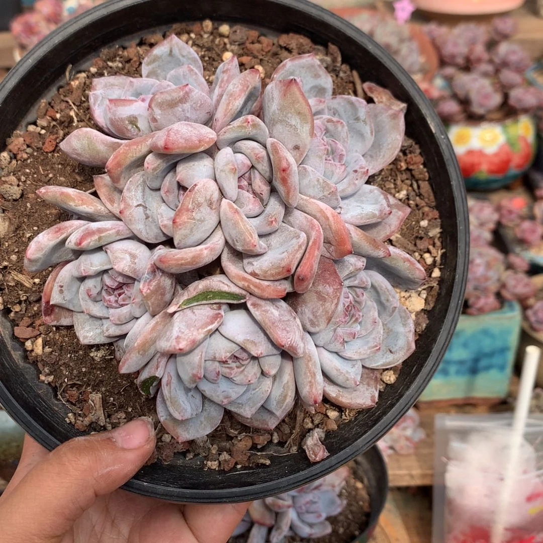 哈哈哈哈哈哈哈16