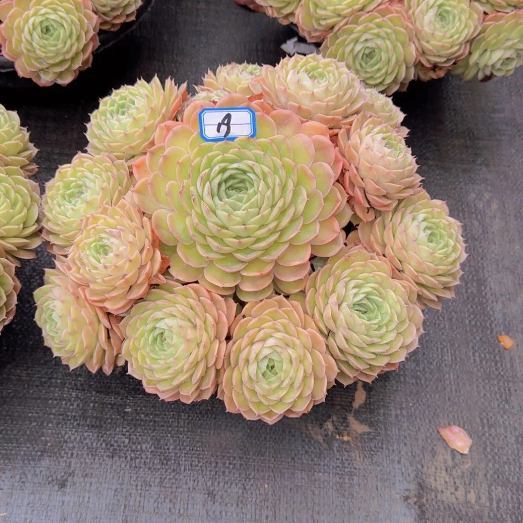 19昂斯诺多肉植物保护。我