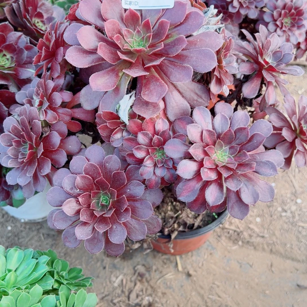 548黑铜壶法师多肉